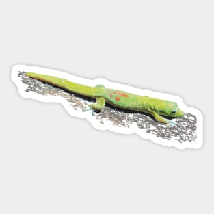 Gold Dust Day Gecko Sticker